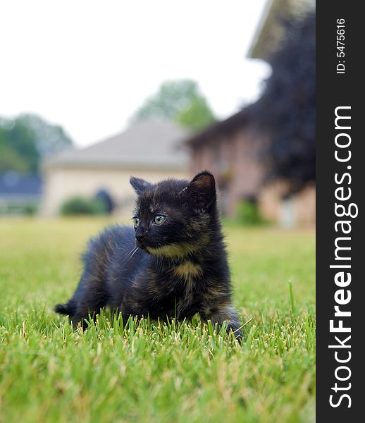 Kitten Playing In The Grass