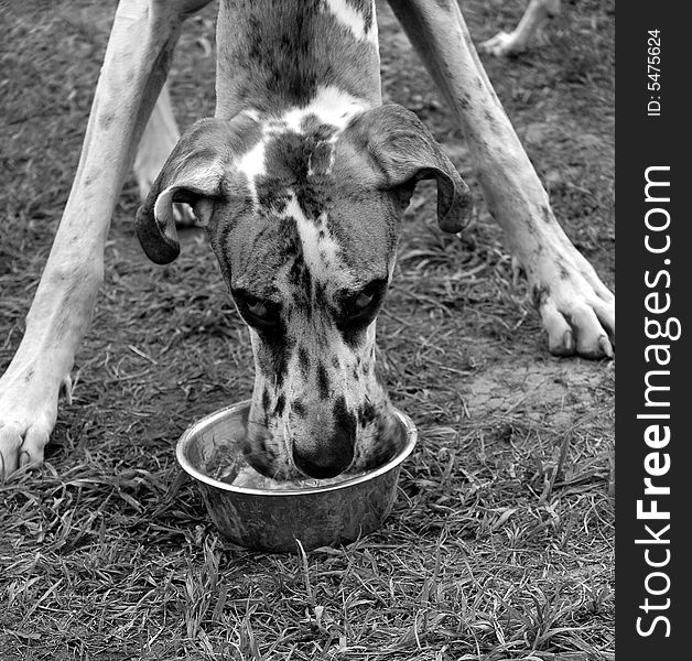 A portrait of a Great Dane drinking. A portrait of a Great Dane drinking.