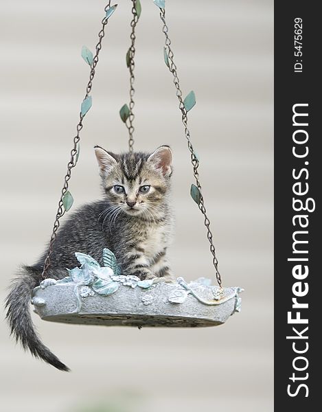 A tabby kitten sits inside of a hanging birdfeeder in the backyard of a home. A tabby kitten sits inside of a hanging birdfeeder in the backyard of a home