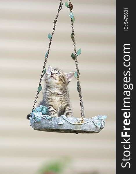 A tabby kitten sits inside of a hanging birdfeeder in the backyard of a home. A tabby kitten sits inside of a hanging birdfeeder in the backyard of a home