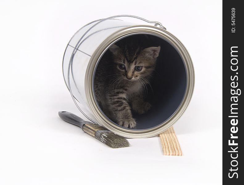 A tabby kiten explores an empty paint can on white background. A tabby kiten explores an empty paint can on white background