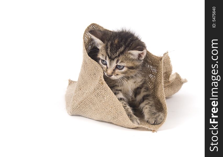 A tabby kitten hides inside of a small bag on white background. A tabby kitten hides inside of a small bag on white background