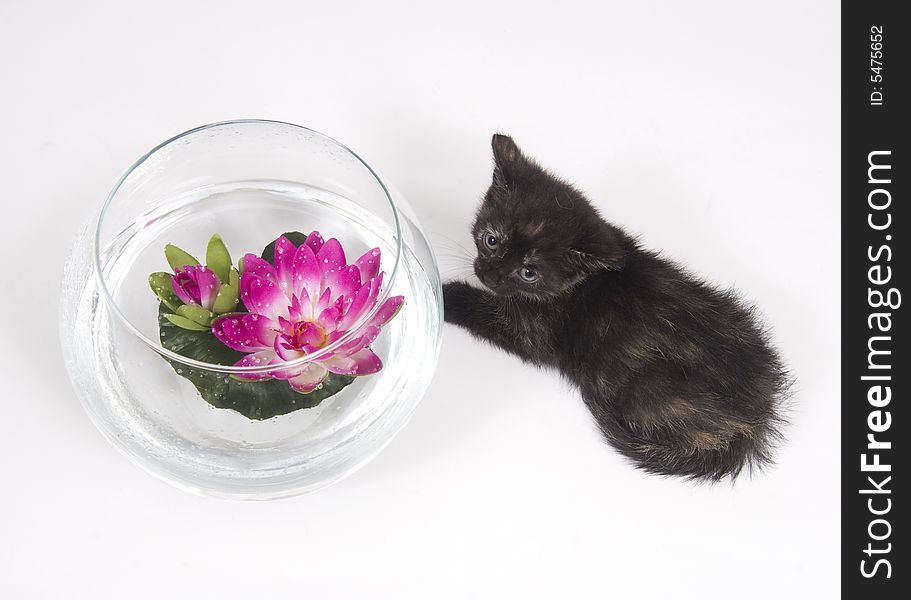 A kitten  investigate a decorative vase filled with water one a white background. One in a series. A kitten  investigate a decorative vase filled with water one a white background. One in a series.