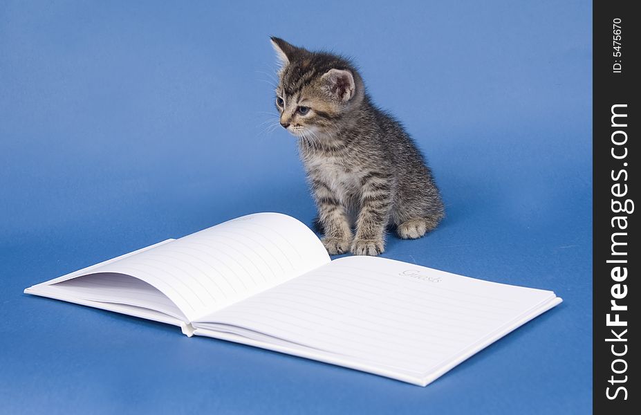 A kitten sits next to a white, wedding guest book on a blue background. A kitten sits next to a white, wedding guest book on a blue background