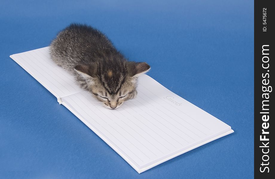 A kitten sits next to a white, wedding guest book on a blue background. A kitten sits next to a white, wedding guest book on a blue background