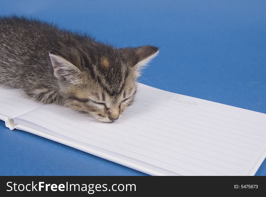 Kitten With Guest Book
