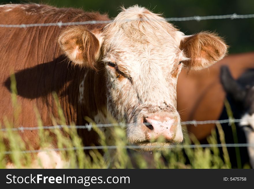 Cow And Barbed Wire