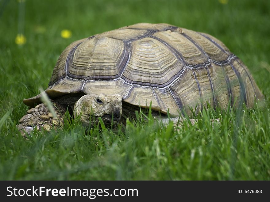 Pet toirtoise in a garden. Pet toirtoise in a garden