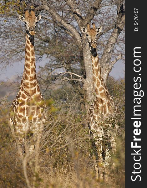 A pair of juvenile giraffes stand alert in thorny bushveld in the late afternoon sunshine. A pair of juvenile giraffes stand alert in thorny bushveld in the late afternoon sunshine.