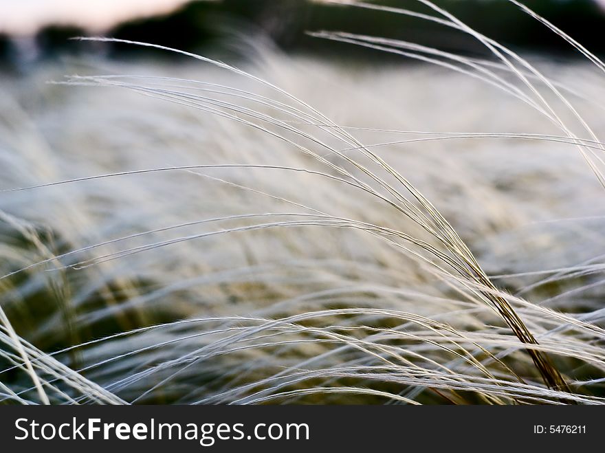 Evening shot of feather grass. Close-up shot.