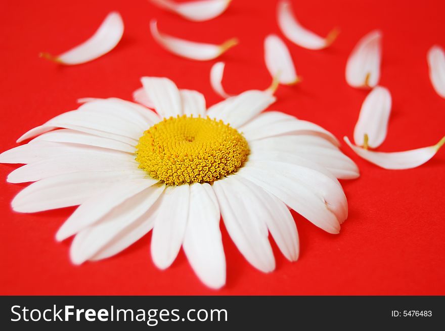 White chamomile with some petals on pink