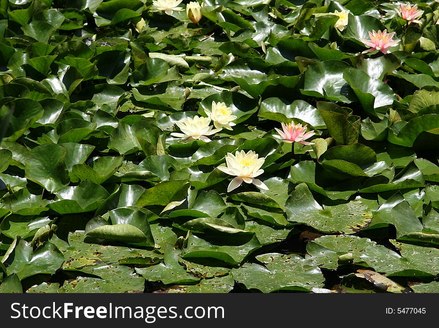A water surface cover with water-lilies. A water surface cover with water-lilies