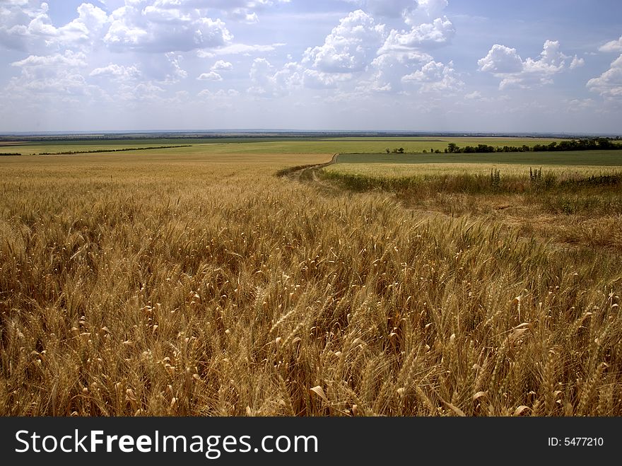 Field Of Mature Wheat