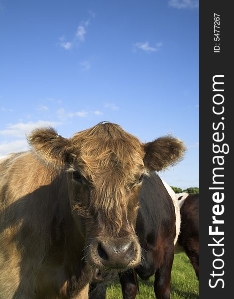 Inquisitive Belted Galloway Calf close-up