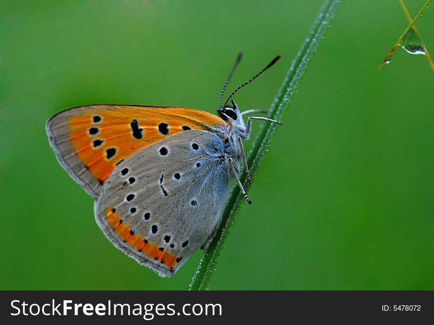 The butterfly creeps to a droplet. The butterfly creeps to a droplet