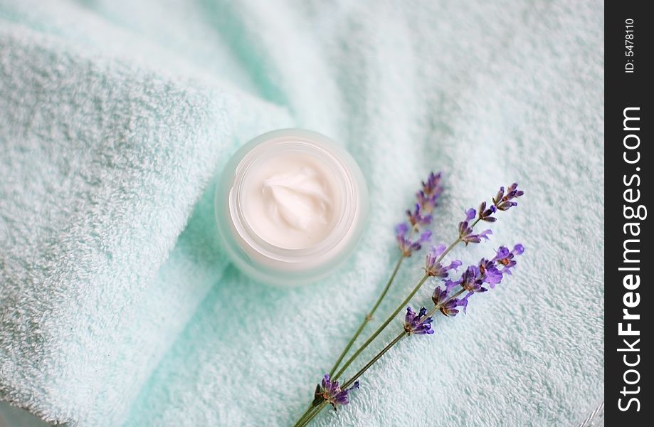 Tender photo with open creme and lavender. Tender photo with open creme and lavender