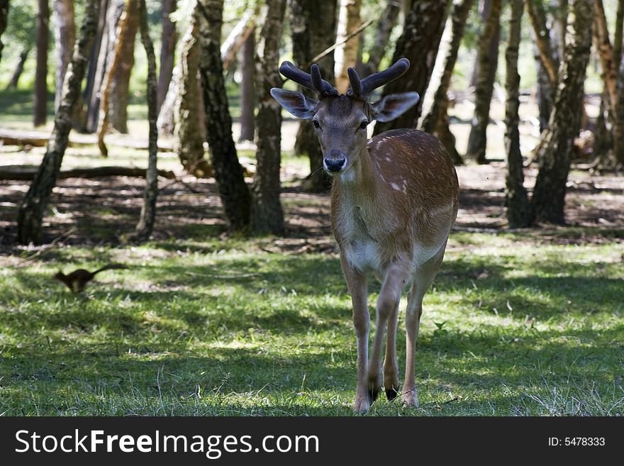 Fallow deer walking in the forest with a squirrel passing by in the bakground.