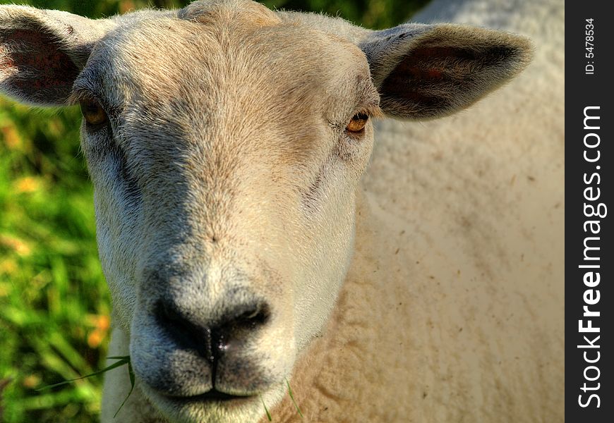 A portrait of a grazing sheep in hdr. A portrait of a grazing sheep in hdr