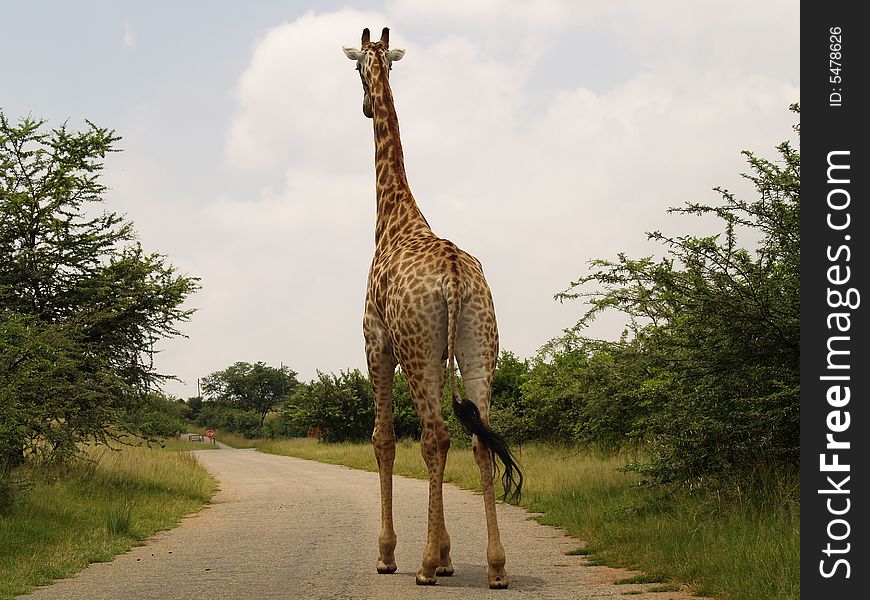Giraffe Walking On Road