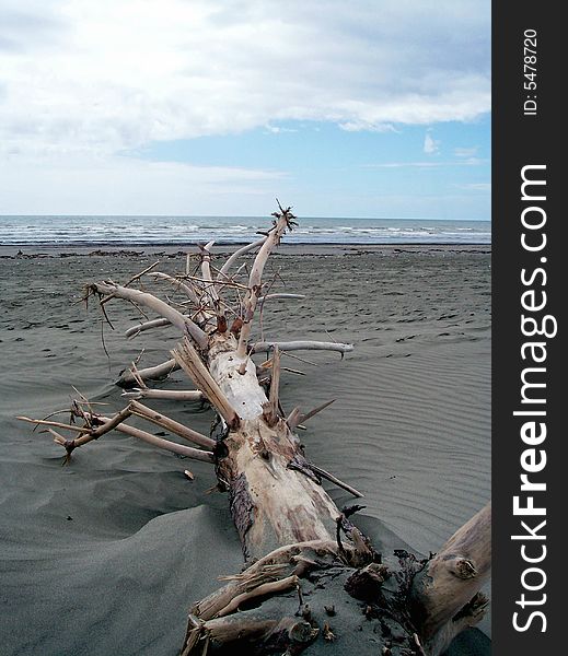 A large driftwood tree pointing out to sea from whence it came