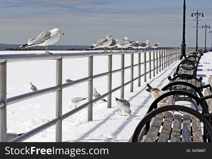 Gulls Waiting For Weather