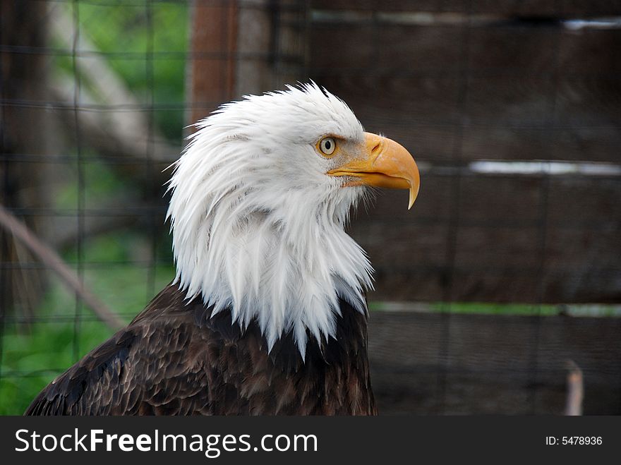 Bald eagle  in the mountains of Alaska standing strong and graceful.