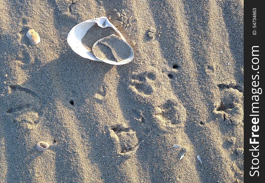 Bird Footprints and Two Shells on Sand.