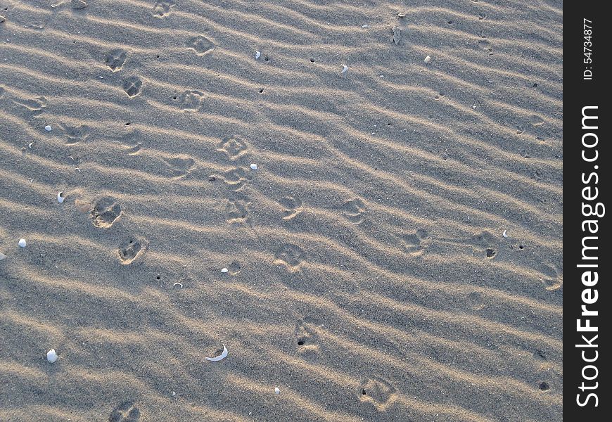 Bird And Dog Footprints On Sand.