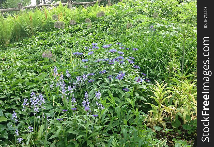 Centaurea cyanus flowers in Central Park in New York, NY. Centaurea cyanus flowers in Central Park in New York, NY.