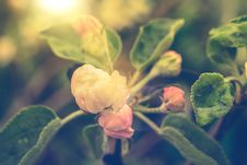 Retro Apple Blossom Royalty Free Stock Photos Retro Apple Blossom Royalty Free Stock Photos