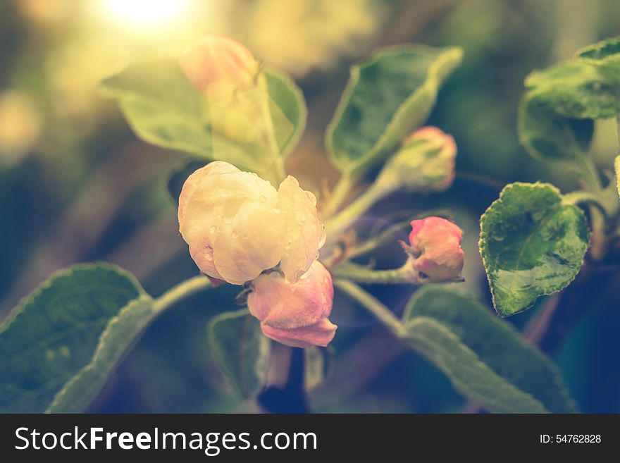 Blooming apple tree branches, soft light pink flowers, vintage photo effect. Blooming apple tree branches, soft light pink flowers, vintage photo effect.