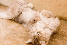 A Cat In A Farm Of Beijing Royalty Free Stock Image A Cat In A Farm Of Beijing Royalty Free Stock Image