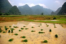 Growing Rice On The Valley Stock Photography Growing Rice On The Valley Stock Photography