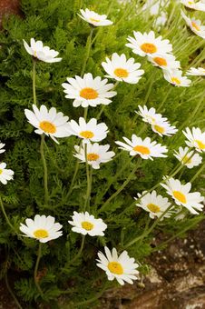 Daisies. Royalty Free Stock Photography