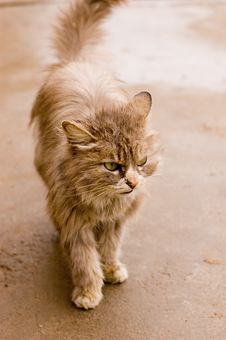 A Cat In A Farm Of Beijing Royalty Free Stock Images A Cat In A Farm Of Beijing Royalty Free Stock Images