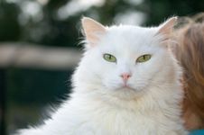 White Cat Royalty Free Stock Photography