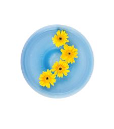 Yellow Gerbera Daisies In Blue Bowl Stock Image Yellow Gerbera Daisies In Blue Bowl Stock Image