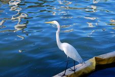Great White Heron Stock Image Great White Heron Stock Image