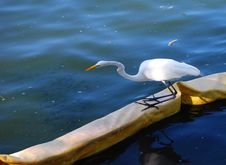 Great White Heron Stock Images Great White Heron Stock Images