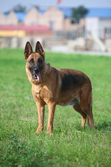 Germany Sheepdog Royalty Free Stock Images Germany Sheepdog Royalty Free Stock Images