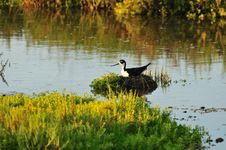Nesting In The Wetlands Stock Photo Nesting In The Wetlands Stock Photo