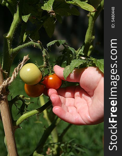 A ripe cherry tomato is picked from the vine. A ripe cherry tomato is picked from the vine.