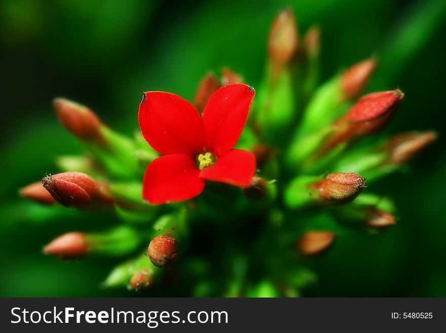 Red flower and green leaf