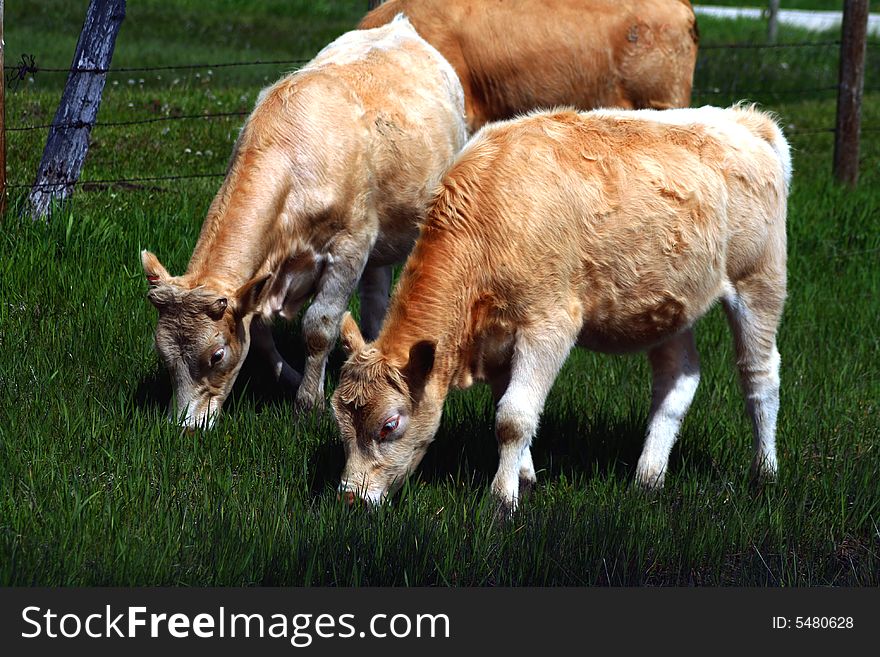 Cattle on spring pasture in Idaho. Cattle on spring pasture in Idaho