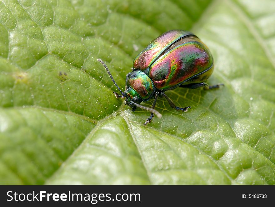 The 10MMc long beetle, his carapace is specially beautiful. The 10MMc long beetle, his carapace is specially beautiful.