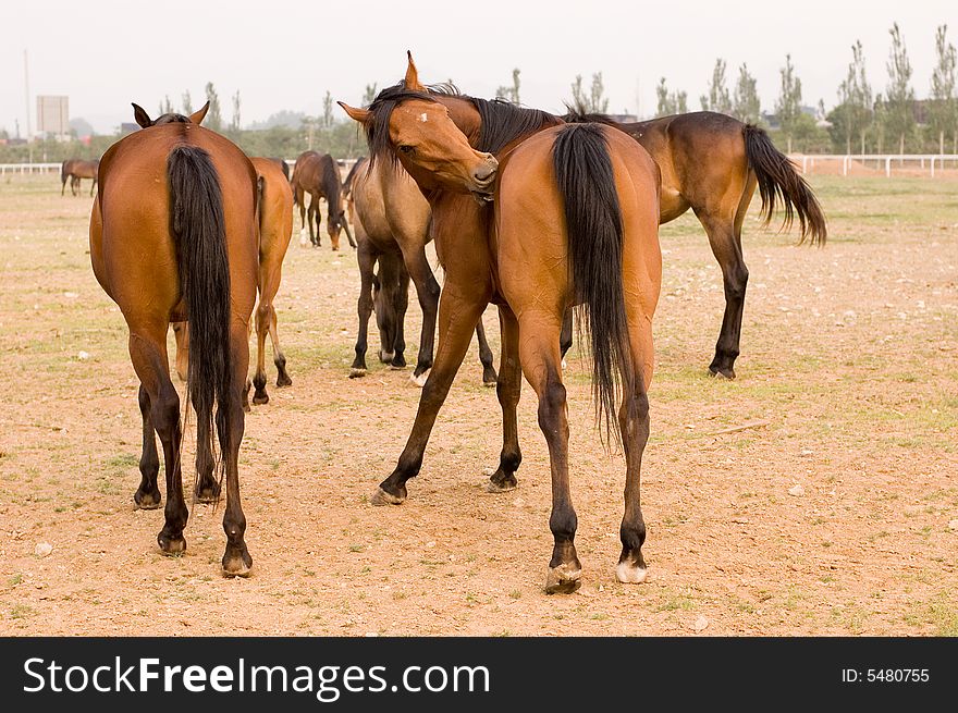 Arab horse in a farm of beijing. Arab horse in a farm of beijing