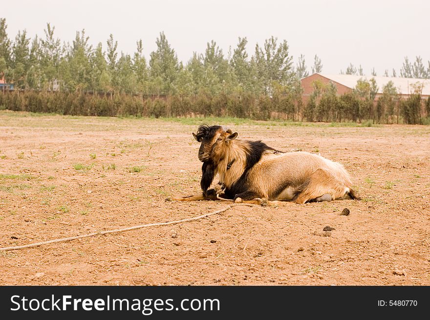 Milch goat in a farm of chinese vallage