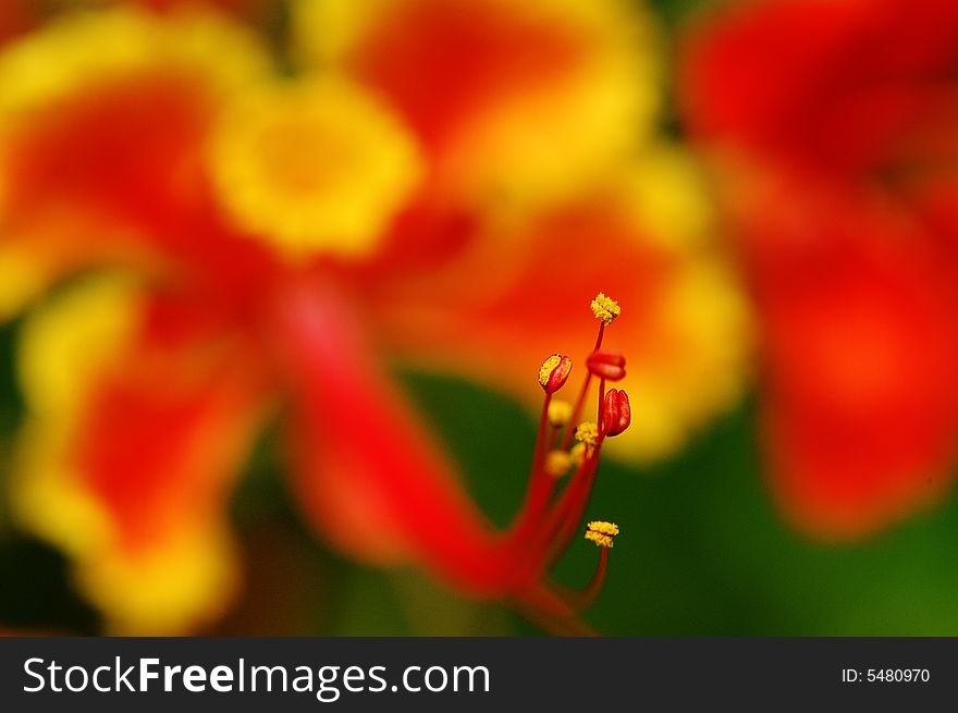A red-yellow flower with long stamens. A red-yellow flower with long stamens.