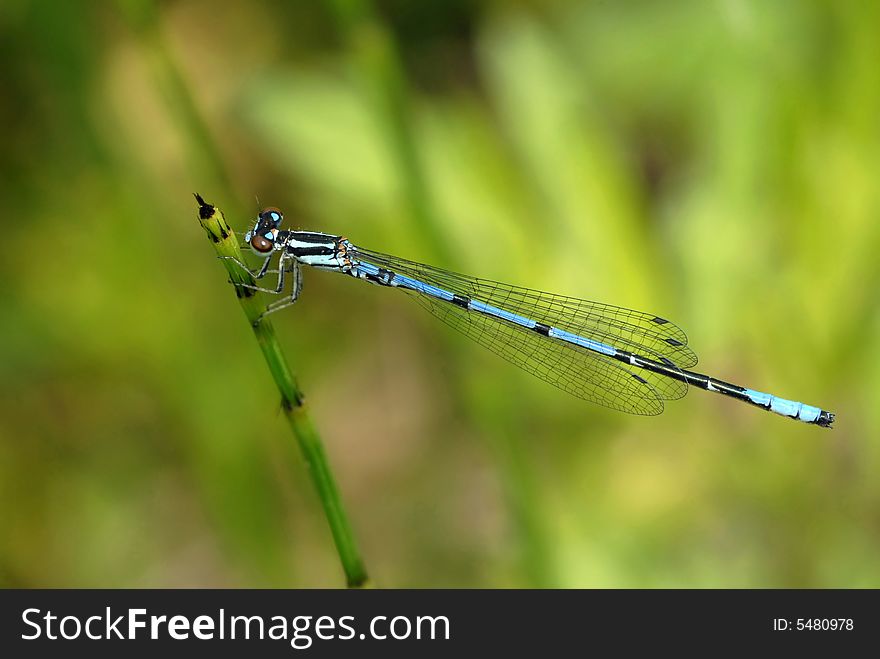 Dragonfly (Coeliccia Cyanomelas)