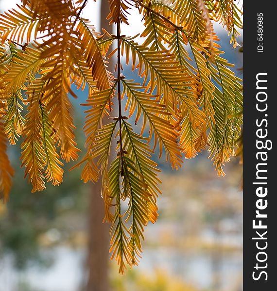 Close up of Spruce tree autumn foliage after rain